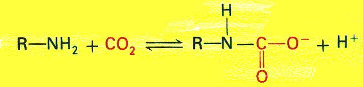 CO 2 si combina con i gruppi amminici non