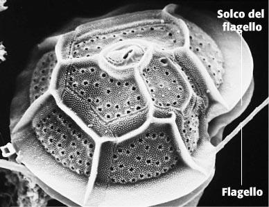 I dinoflagellati, alghe con due flagelli rotanti I dinoflagellati sono alghe unicellulari molto comuni negli ambienti marini