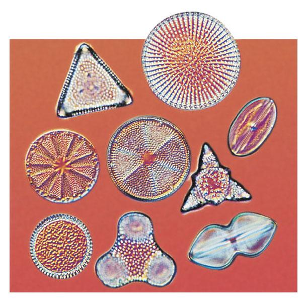 Le diatomee, alghe con gusci silicei Le diatomee sono alghe fotosintetiche
