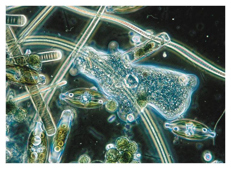 33.2 Per classificare i protisti, che raggruppano eucarioti unicellulari e pluricellulari, occorrerebbero più regni I protisti comprendono eucarioti unicellulari e alcuni pluricellulari strettamente