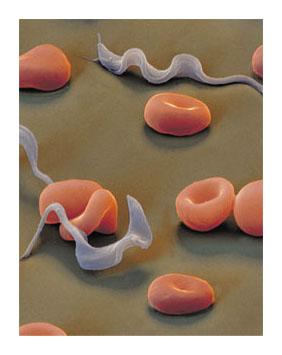 I protozoi flagellati del genere Trypanosoma si nutrono a spese del sangue dell organismo ospite e causano la tripanosomiasi,