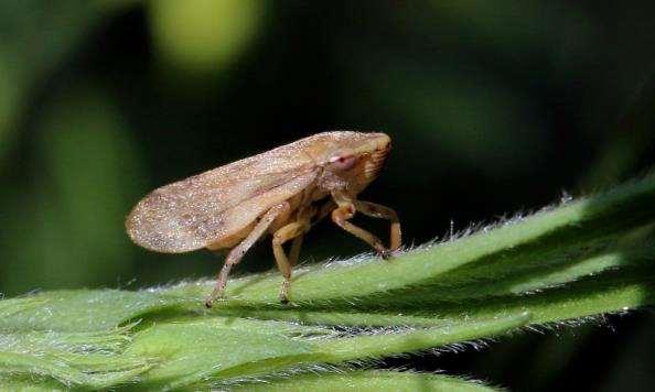 specie vettrice coinvolta (Krügner et al., 2000). Tutti gli insetti che si alimentano dei liquidi xilematici in Europa sono considerati potenziali vettori.