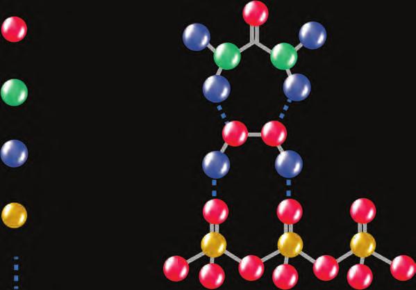 A U T Y SBIANCAMENTO VISIBILE IN MENO DI UNA SETTIMANA = M I G L I O R E A Z I O N E S B I A N C A N T E FORMULA ATTIVA PER TRATTARE LA SENSIBILITÀ DENTALE ALTO CONTENUTO D'ACQUA PER EVITARE LA