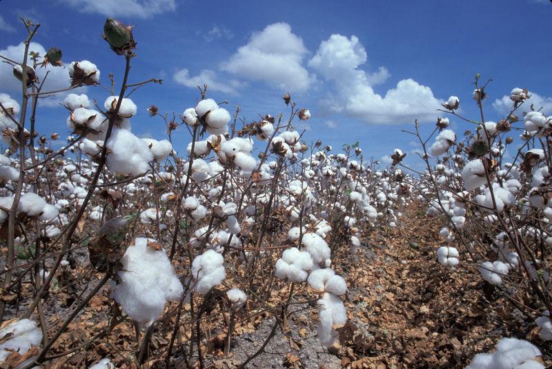Per questo il cotone viene coltivato intensivamente in molte zone del mondo ed è al centro di una vasta industria.