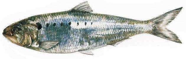 minima di pesca: 20 cm Periodo chiusura: dal 15 maggio al 15 giugno Famiglia: Clupeidae Specie: Cheppia (Alosa fallax nilotica) Lungh.