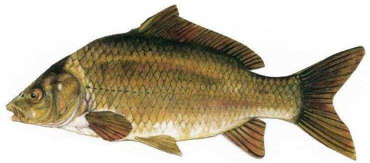 minima di pesca: nessuna Periodo chiusura: dal 1 giugno al 30 giugno Famiglia: Cyprinidae Specie: Carpa (Cyprinus carpio) Lungh.