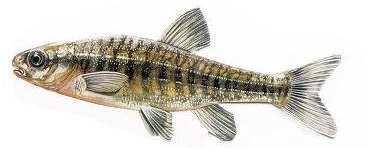 Famiglia: Cyprinidae Specie: Lasca (Chondrostoma genei) Lungh. minima di pesca: nessuna Periodo chiusura: nessuno Famiglia: Cyprinidae Specie: Pigo (Rutilus pigus) Lungh.