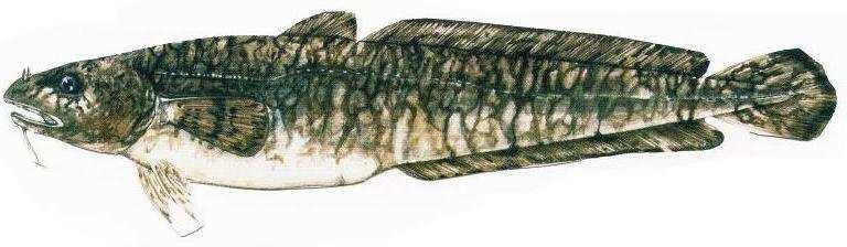 minima di pesca: nessuna Periodo chiusura: nessuno Famiglia: Cyprinidae Specie: Vairone (Leuciscus souffia) Lungh.