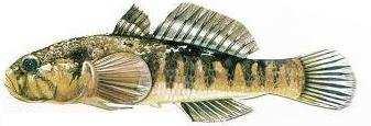 Famiglia: Gobiidae Specie: Ghiozzo padano (Padogobius martensi) Lungh. minima di pesca: nessuna Periodo chiusura: nessuno Famiglia: Percidae Specie: Persico reale (Perca fluviatilis) Lungh.
