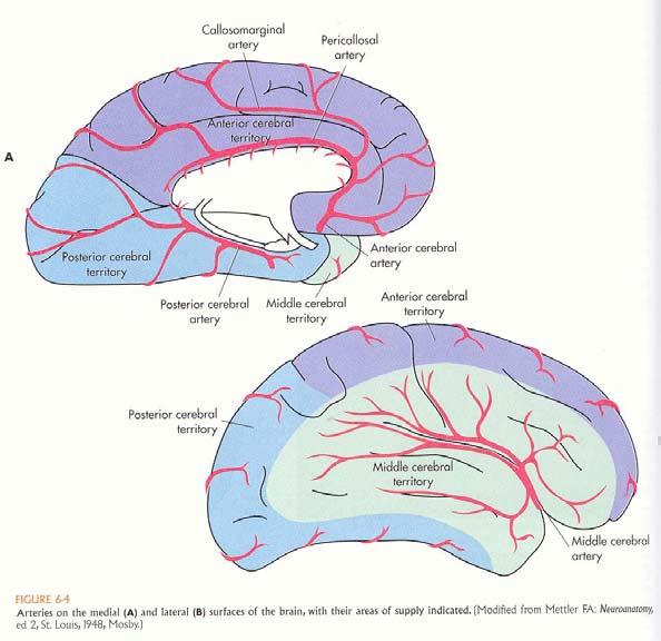 Circolo carotideo Ogni emisfero cerebrale è rifornito da un arteria carotide interna, che parte dall arteria carotide comune, al di sotto dell angolo della mascella, entra nel cranio attraverso il