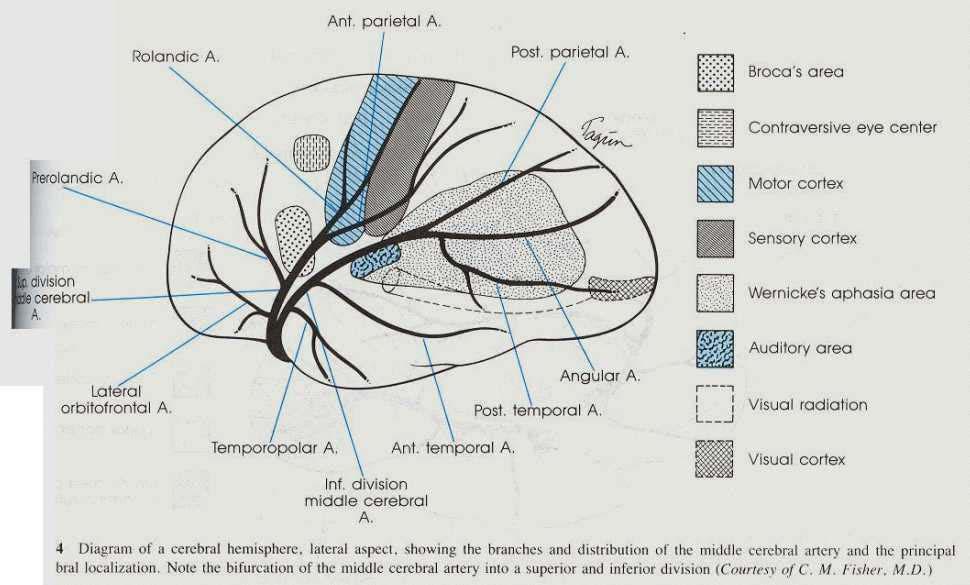 Circolo cerebrale (visto dal basso) incluso circolo di Willis con strutture nervose sottostanti (a sinistra) e senza strutture (a destra). AcoA: art. comunicante anteriore. ACA: art.