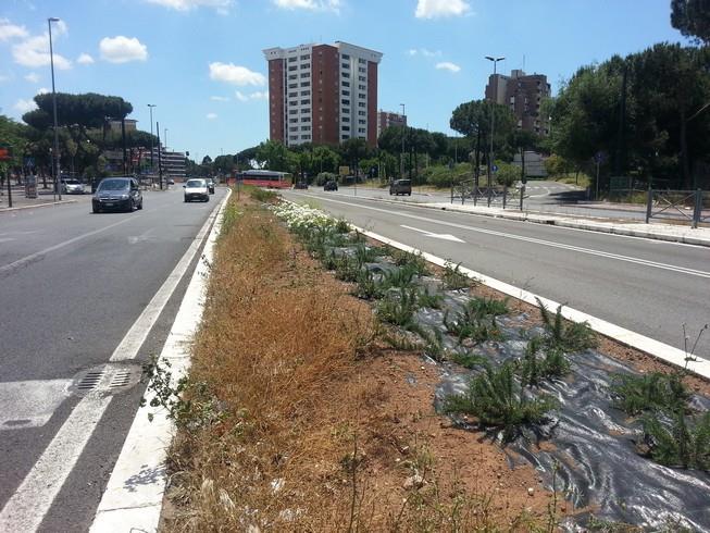 3. Ripiantumazione alberi di via Laurentina Dove: Via Laurentina nei tratti compresi tra via Oscar Sinigaglia e via degli Artificieri (foto B3.