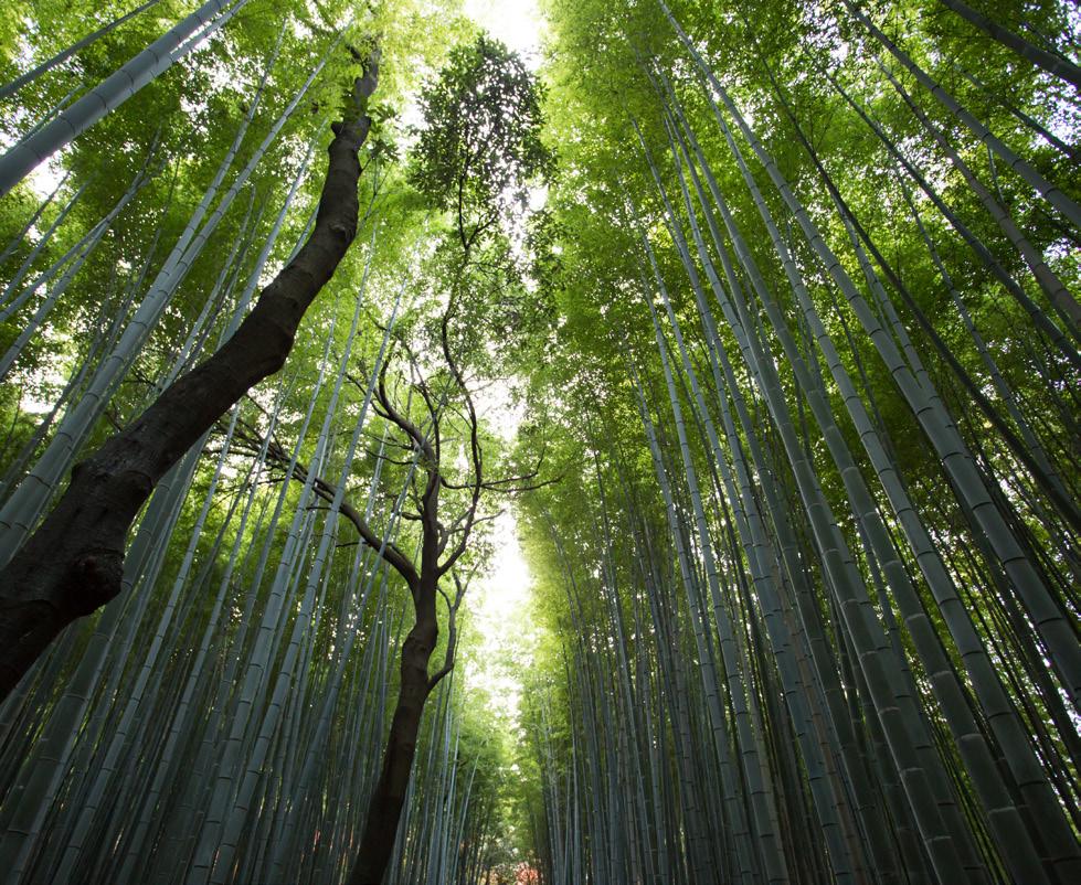 UNA SCELTA ECOFRIENDLY il pavimento per esterni con un anima green Il bambù che viene utilizzato, proveniente da foreste certificate FSC, è una graminacea a crescita rapida che può produrre fino a 20