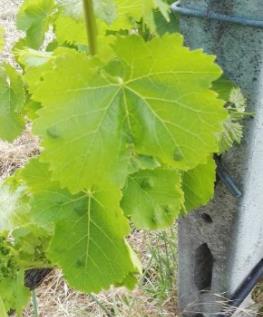 eriofide Colomerus vitis.