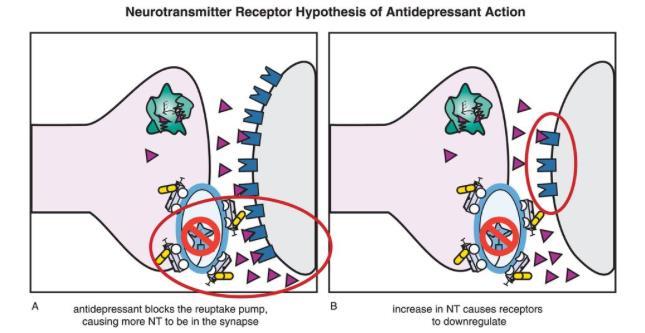 DOWNREGULATION RECETTORIALE La cellula diminuisce la sua sensitività all agonista