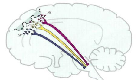 TEORIA MONOAMINERGICA DELLA DEPRESSIONE TEORIA MONOAMINERGICA