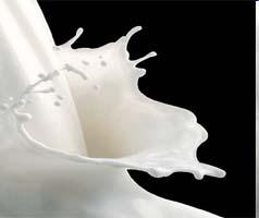 Le criticità nella filiera latte 50 80% del principio attivo finisce nel latte (Bozzetti 2010) Impiego disinvolto di molecole a tempo di