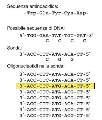 Oligonucleotidi degenerati come sonde di ibridazione Si utilizzano quando: non si conosce la sequenza nucleotidica del gene che si sta cercando si conosce almeno