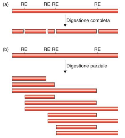 Produzione dei frammenti da clonare per digestione enzimatica parziale Per ottenere una digestione parziale bisogna limitare la quantità
