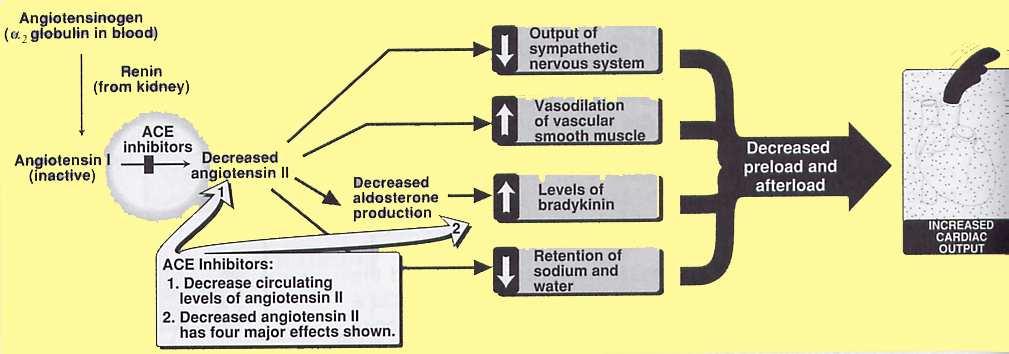 Effetti degli ACE