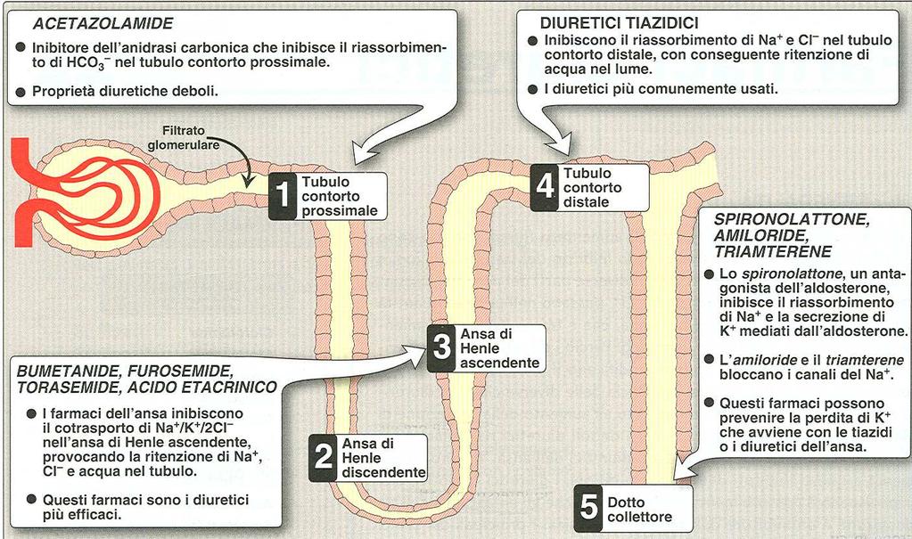 Sede d azione dei farmaci antidiuretici AU K+