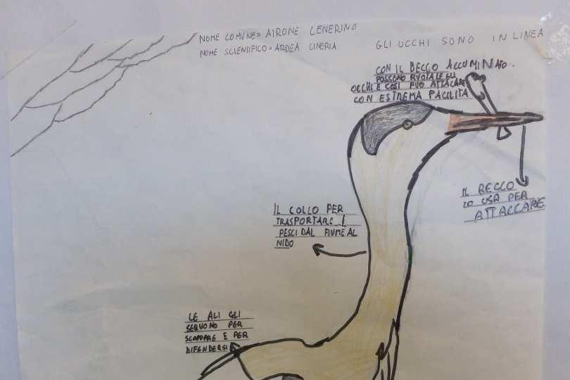 Nome comune: Airone Cenerino Nome scientifico: Ardea Cinerea È un grande uccello grigio, ha zampe lunghe, collo lungo e un grosso becco appuntito. Cosa mangia?