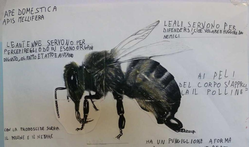 Nome comune ape domestica Nome scientifico apis mellifera Che cosa mangia Le api si nutrono di nettare. Il nettare è un liquido zuccherino prodotto dai fiori, è l ingrediente principale del miele.