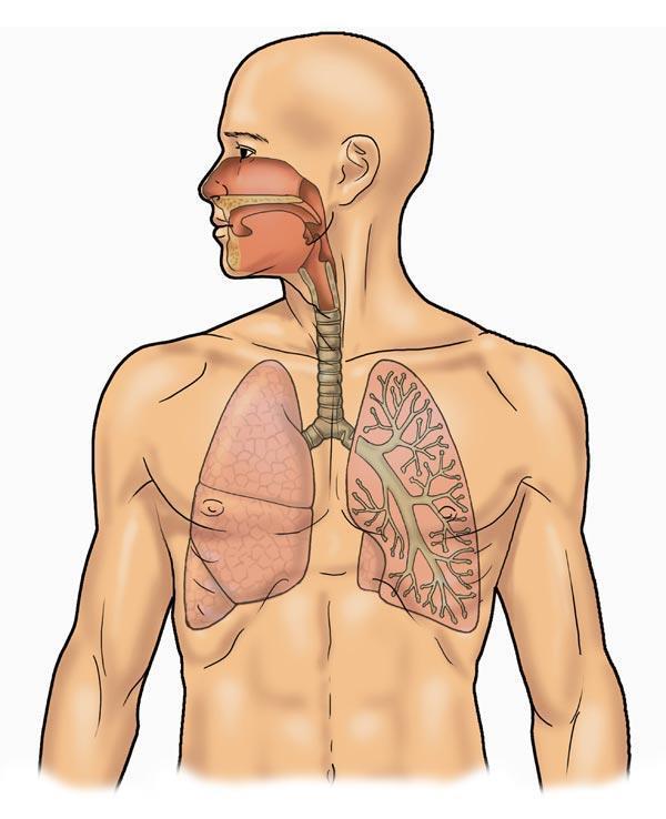 Respiro Cavità nasali Bocca Faringe