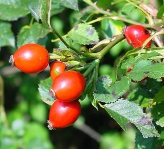 Es.: frutto immaturo (rosa, peperone, pomodoro ) è verde per la