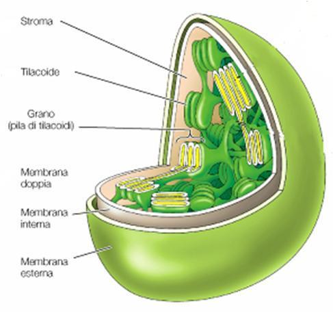 CLOROPLASTI I cloroplasti sono i più conosciuti tra i plastidi, devono il loro nome alla presenza della clorofilla e all attività fotosintetica che rappresenta la più importante sorgente di energia.