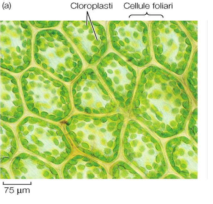 Forma e dimensione dei cloroplasti Negli organismi più evoluti (dai muschi in su) i cloroplasti sono piccoli e molto