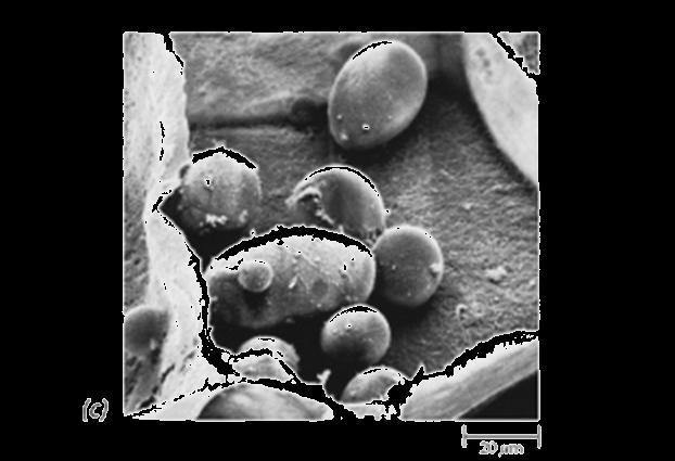 Prodotti di riserva dei leucoplasti Cellula parenchimatica del tubero di patata contenente all interno numerosi granuli di amido secondario (immagine al microscopio elettronico a