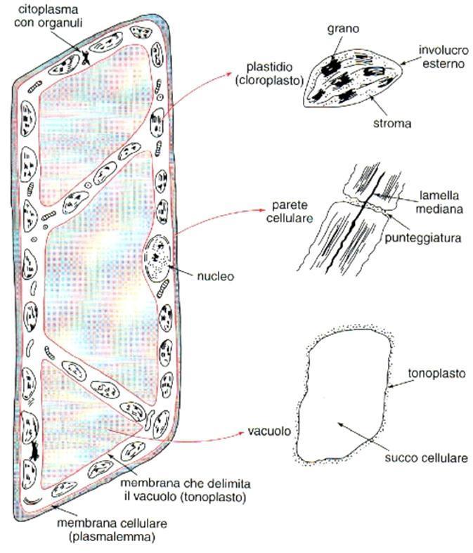 Cellula vegetale (mesofillo fogliare) con vacuoli VACUOLI I vacuoli sono organuli pieni di solvente acquoso con disciolti prodotti idrosolubili che li