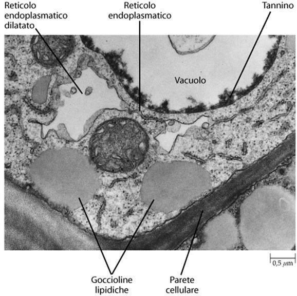 Le sostanze raccolte nei vacuoli In molte cellule vegetali si osservano vacuoli di grandi dimensioni che occupano oltre il 90% del volume cellulare.