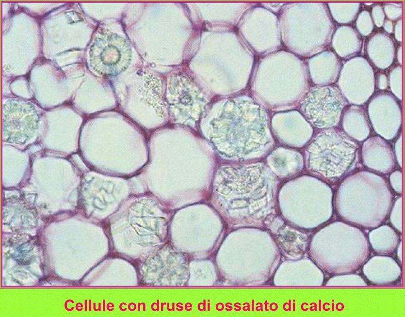 INCLUSI SOLIDI NEI VACUOLI La formazione di cristalli di ossalato di calcio sembra essere collegata alla tossicità dell acido ossalico che si forma durante la respirazione: esso verrebbe