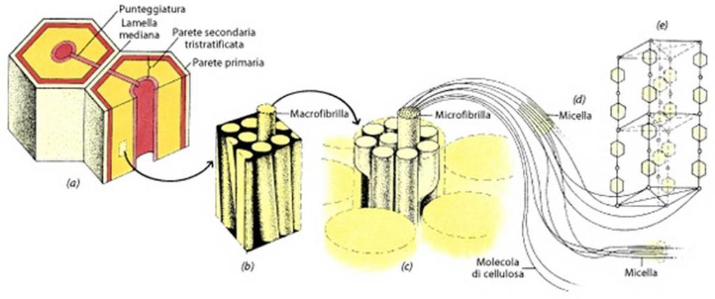 Organizzazione delle fibrille Parete primaria Parete secondaria