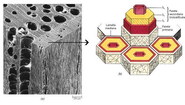 Le microfibrille di cellulosa vengono apposte in lamelle contro la parete primaria (in direzione centripeta).