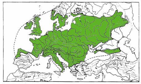 Quercus robur