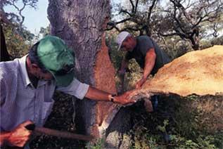 Nella quercia da sughero (Quercus suber) si accresce