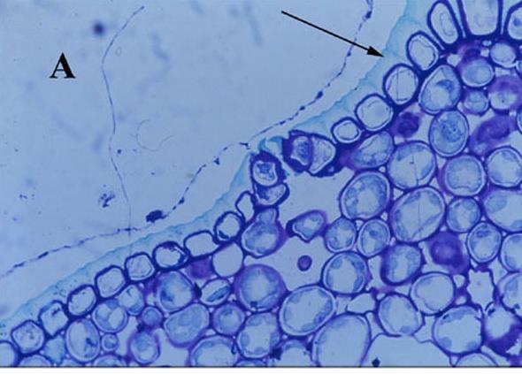 Cutine e cutinizzazione Strato di cutina La parete esterna delle cellule superficiali (cellule epidermiche) subisce una modificazione chimica secondaria