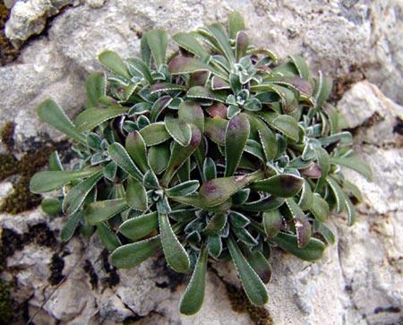 Comune nelle foglie delle graminacee (margine tagliente) e negli