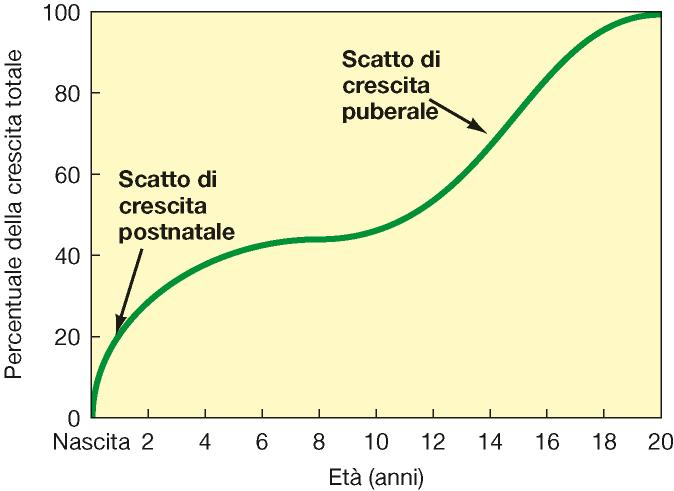 Regolazione endocrina della crescita Determinazione genica Dieta adeguata Assenza di malattie croniche e condizioni ambientali stressanti (che inducono rilascio di cortisolo