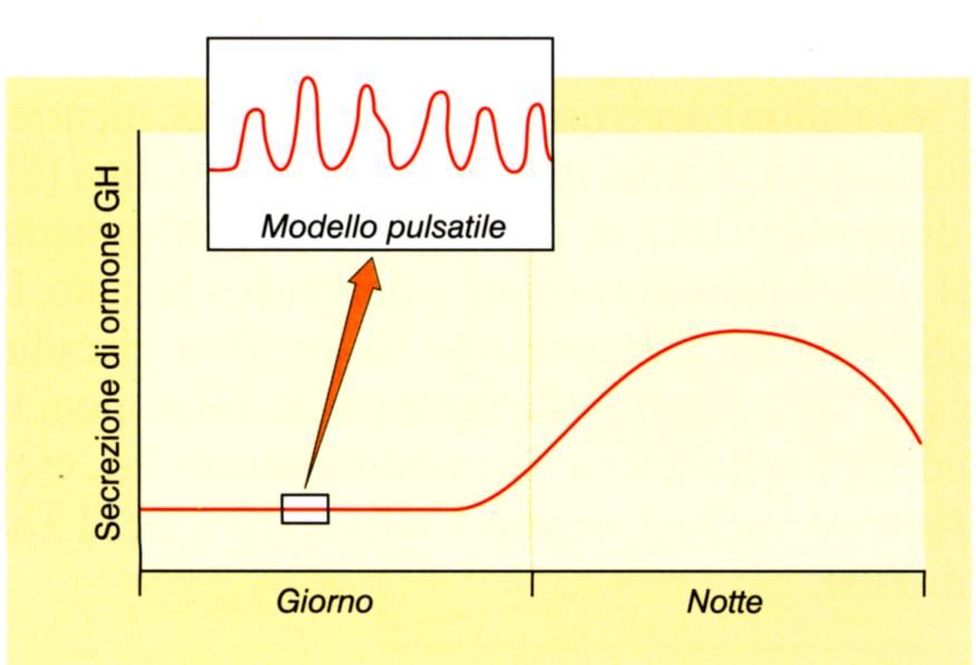 Ruolo del GH nel ritmo