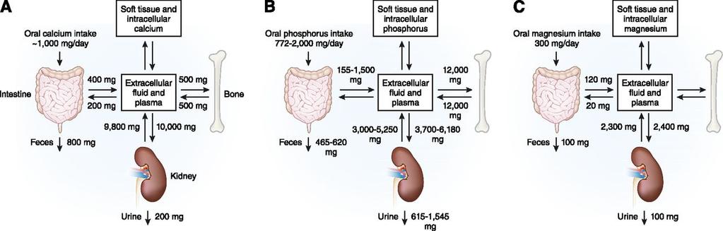 Flussi di calcio, fosfato e magnesio tra i comparti del