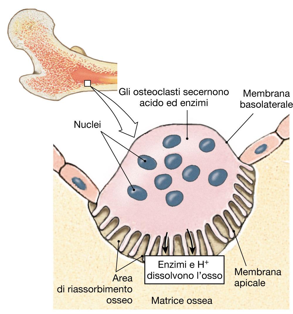 Anatomia e crescita delle ossa lunghe Crescita in lunghezza GH GH Anatomia e crescita delle ossa lunghe Crescita in spessore:!