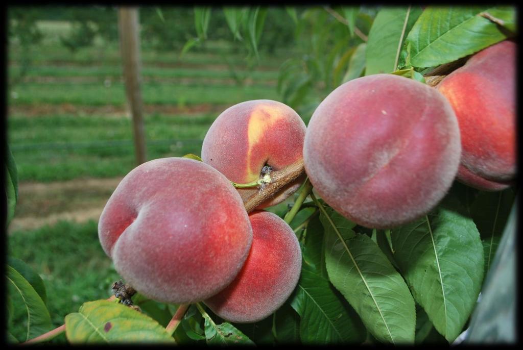 Royal Sweet Frutto di forma tondeggiante e di pezzatura AA-A prevalente Aspetto attraente con sovraccolore