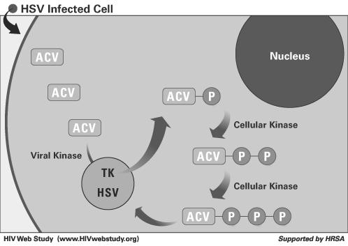 segno), segni neurologici (convulsioni, paralisi nervi cranici, letargia, coma Complicanze: encefalite, CID Infezione da HSV DIAGNOSI Clinica Sierologia (ricerca