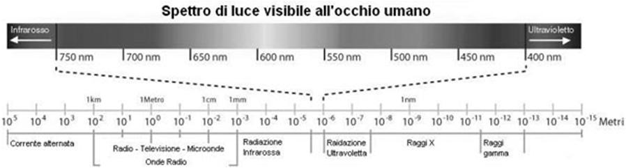 milioni): visione fotopica Coni concentrati nella fovea