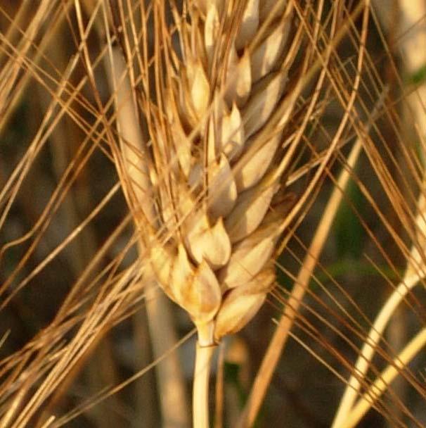 Fusariosi della spiga su frumento e micotossine Principali micotossine da Fusarium Deossinivalenolo (DON); Nivalenolo (NIV); Zearalenoni (ZEN); Fusarenone (FUS); Moniliformina(MON);