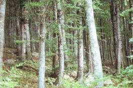 : autunno-invernali Area di vegetazione del castagno, querce caducifoglie